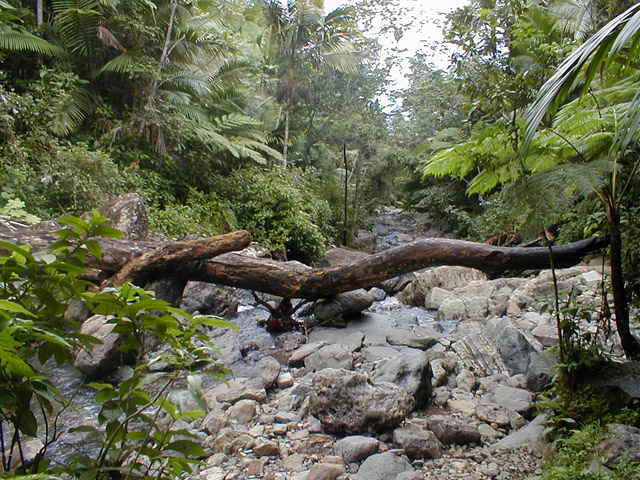El Yunque - tree across brook
